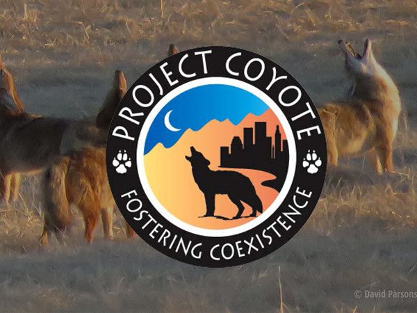 Project-Coyote-Feature