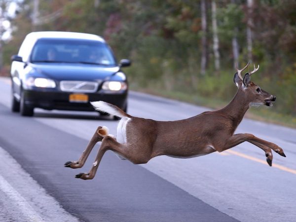 deer-crossing-in-front-of-car