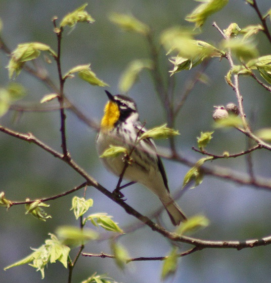 The male Yellow-Throated Warbler
