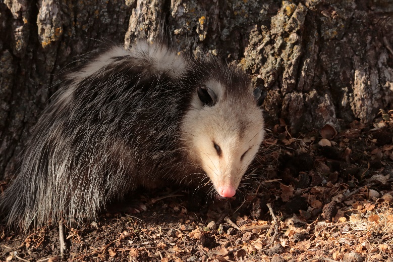 A young Opossum